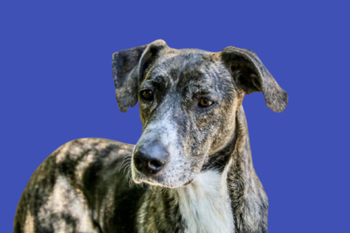 Y Si En Vez Del Cachorrito Adoptas Al Que Mas Lo Necesita ??
