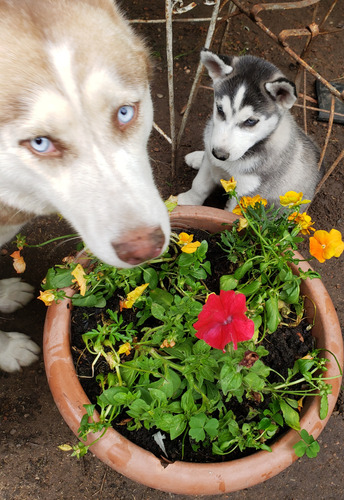 Huskys Siberianos 2 Últimos