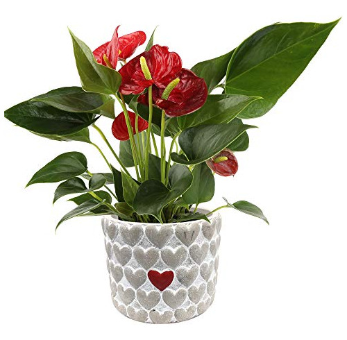 Planta De Interior Live Anthurium Maceta Premium Sweet ...