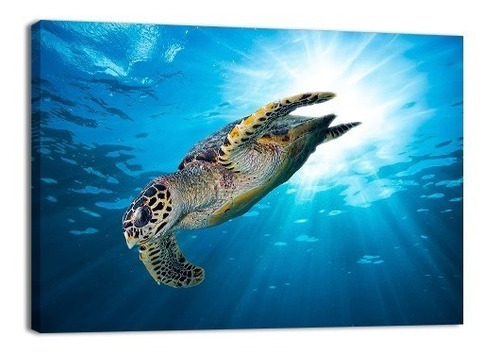 Cuadro Decorativo Animales Canvas Lienzo Tortuga Sin Fin