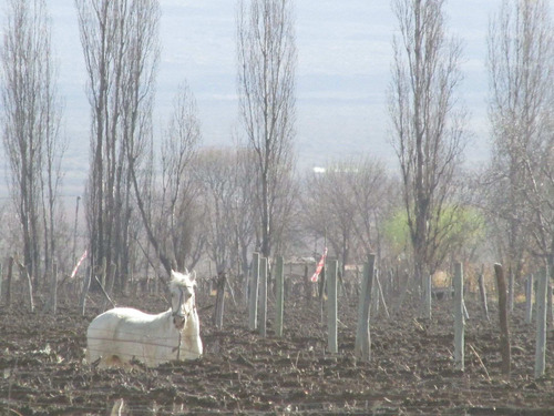 Imagen 6 de 17 de Valle De Uco - Venta Parcelas Con Viñedos