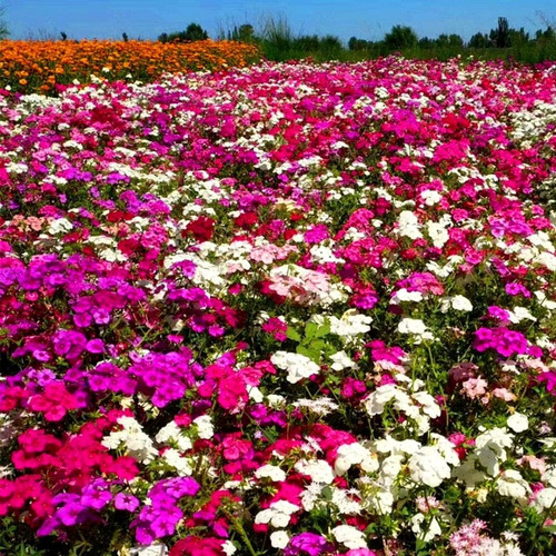 Imagen 4 de 5 de 20 Semillas De Phlox Drumondi Mix - Flor Premium