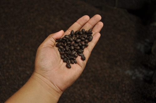 Café Apuí Agroflorestal - Torrado E Moído. Pacote 250g