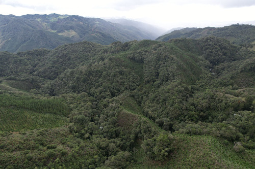 Finca Sembrada En Pino En El Municipio De Abejorral 