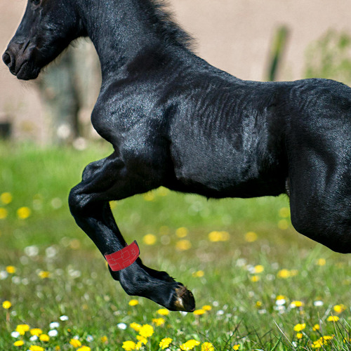 4 Tobilleras Led Para Caballos, Ajustables, De Alto Brillo