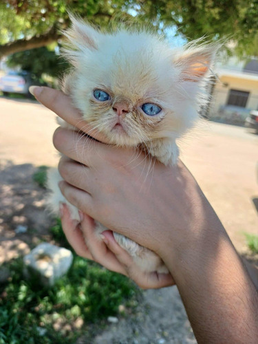 Gato Persa Súper Exótico Blanco Ojos Azules