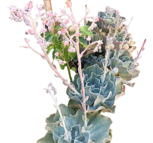 Planta Suculenta Echeveria Gigantea Rose & Purpus Organica.