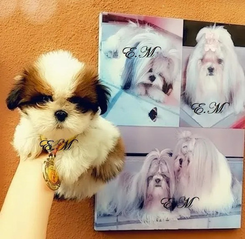 Shitzu Shih Tzu Shihtzu Mini 350 Pureza Garantizada