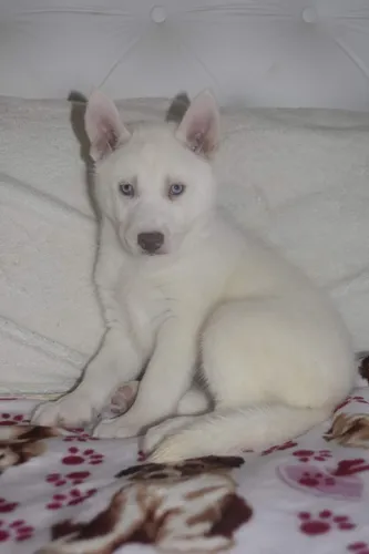comprar Siberiana Husky Blanca Hembra Ojos Celestes