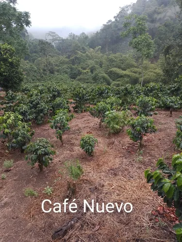 Vendo O Permuto Finca