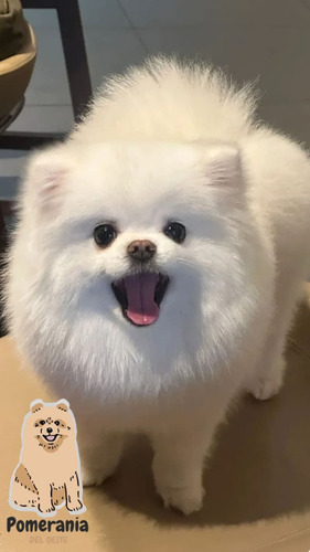 Pomerania 43 Beige