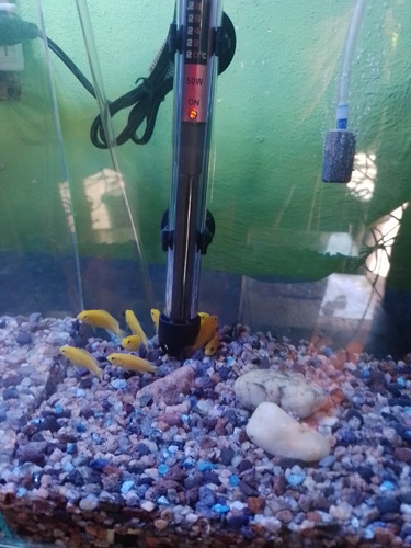 Peces Africanos Limón