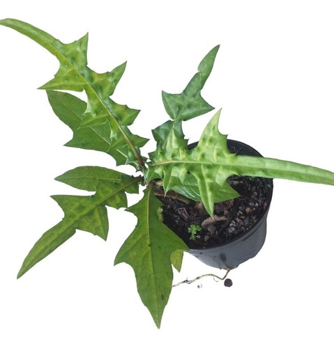 Muda De Lingua De Dragão + Brinde Erva Medicinal