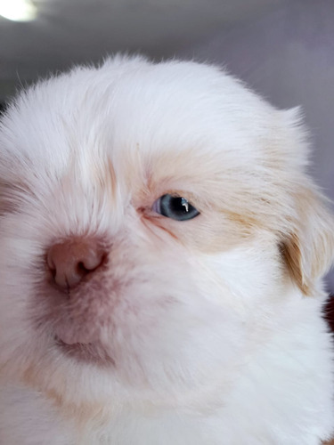 Vende-se Lindos Péts Par Alegrar A Famíli