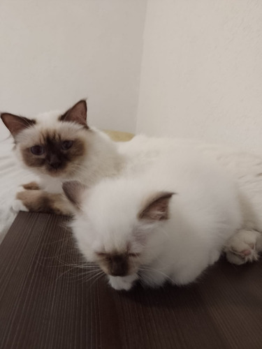 Gato Sagrado De Birmania Cachorros