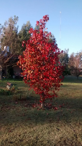 Liquidambar 1,5 A 2,0 Mts - Entrega A Domicilio