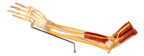 Modelo Anatômico Braço Ossos Músculos Ligamentos Nervos