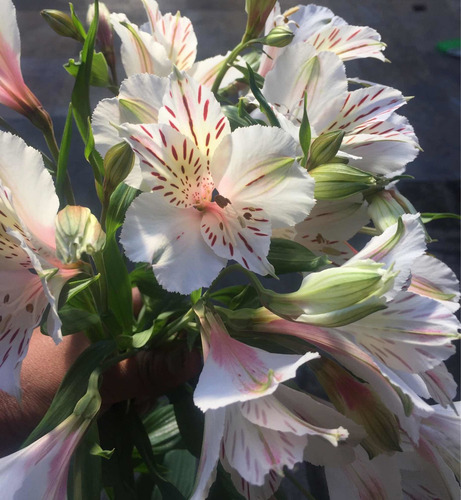 Rizoma De Alstroemeria, Varios Colores. Dos Rizomas Por $170