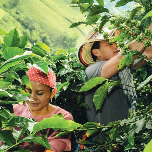 Imagen 2 de 3 de Café Tío Mincho Tradicional Grano 250 Gr