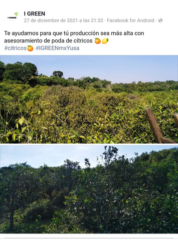 Poda Dé Cítricos 