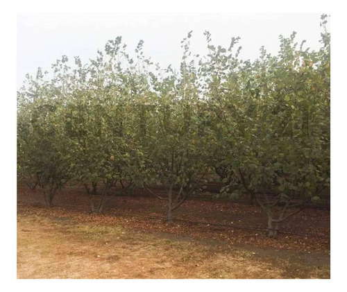Venta Parcela Agroresidencial Chillán, San Nicolás
