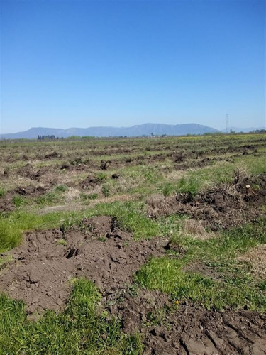 Agrícola En Venta En Curicó Sector Tutuquén