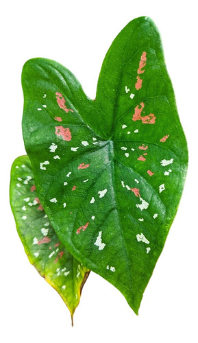 Muda Caladium Tricolor