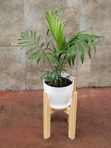 Plantas Inerior Palmera Pie30cm Maceta Premium Plato