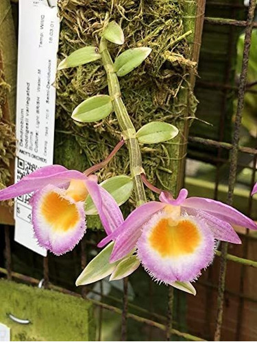 3 Orquídeas 
