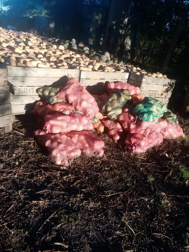 Imagen 4 de 7 de Zapallo Calabazin De Muy Buena Calidad