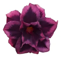 Comprar 10 Mudas Rosa Do Deserto Dobradas E Triplas 