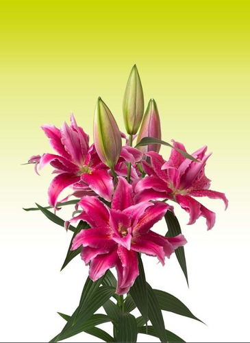 Bulbos Lilium Perfumado Flor De Rosa Roselily X3 Bulbos