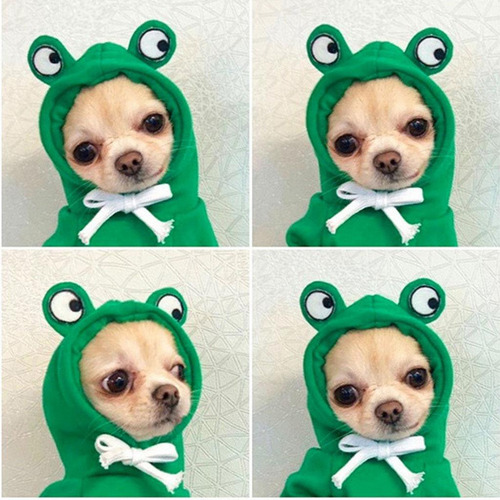 2 Disfraz De Mascota De Algodón Con Capucha Ropa Rana Verde