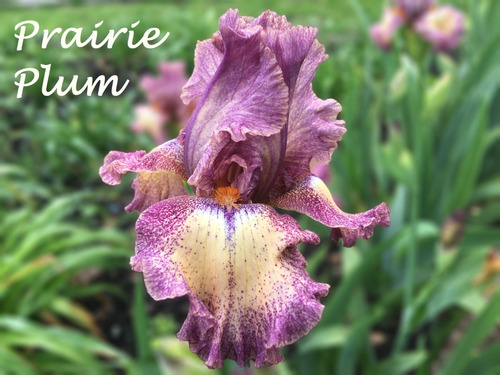 Iris Prairie Plum Lirio Barbado