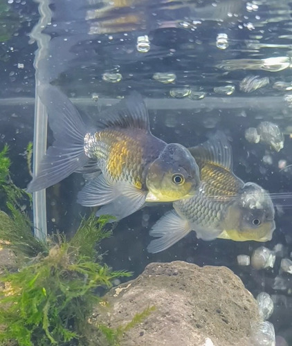 Goldfish Oranda Blue Platino! Hermoso - Peces Agua Fria