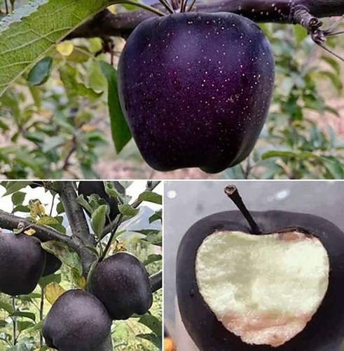 Manzana Negra Gigante, Arboles Frutales + Semillas