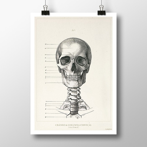 Anatomía Humana 11-12-13-14 Póster Antiguo Decoración