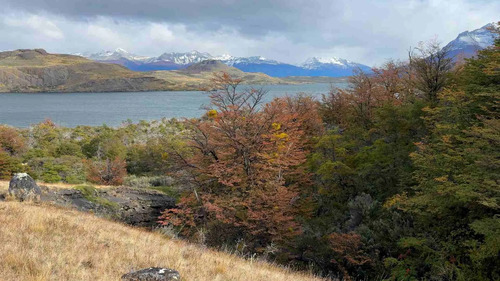 Parcela 1,16 Has Borde Laguna Sofía Puerto Natales