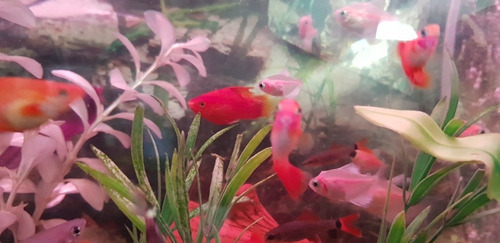 Pez Platy Velifero