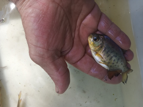 Pacu, Falsa Piraña Juveniles