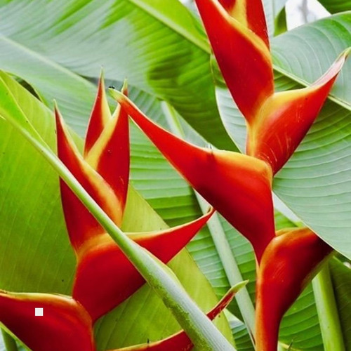 8 Mudas Heliconia Bihai - Graúdas Altura Maior 30cm