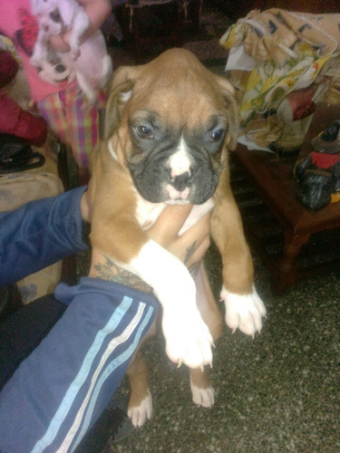 Un Cachorros Boxer Bayo, Vacunados, Desparasitados Cola Cor