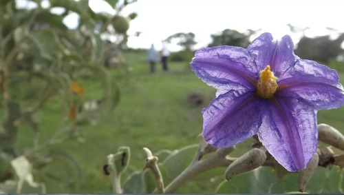 Lobeira - Fruta Do Lobo Do Cerrado 200 Sementes Para Mudas