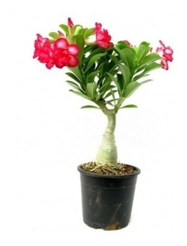 Kit Mix 50 Sementes Rosa Do Deserto Frete Grátis Todo Brasil