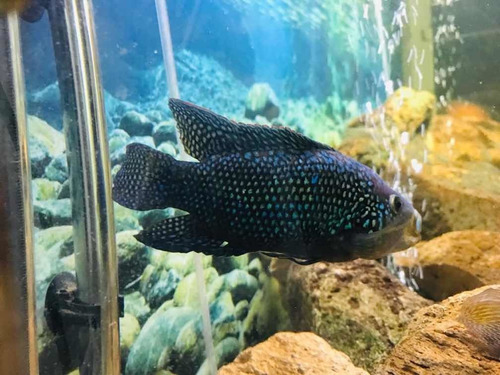 Acuario Pecera Completo