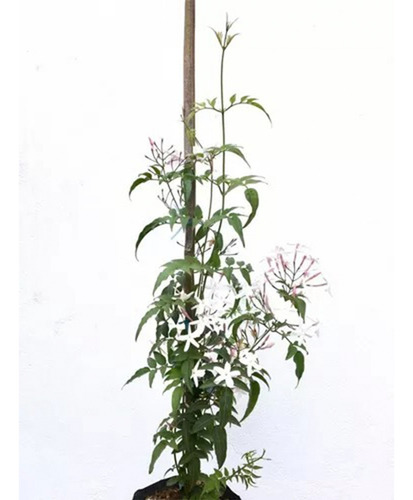 Planta Cuidados Falso Jazmín En Maceta