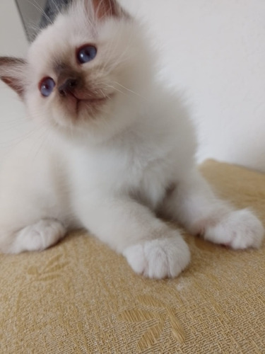 Gato Sagrado De Birmania Cachorros
