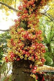 Muda Da Linda Arvore Abricó De Macaco, Amendoeira-dos-andes.