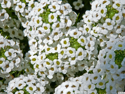Imagem 6 de 8 de 50 Sementes De Alisso Branco Flor De Mel Alyssium Para Mudas