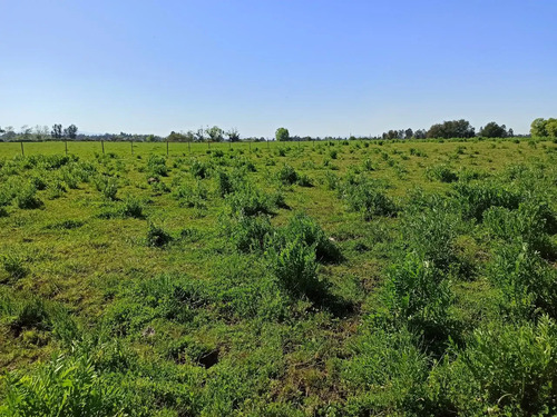 Terreno Agrícola De 6,8 Ha En Venta En San Clemente